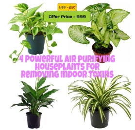 Pack of 4 Air Purifying House Plants